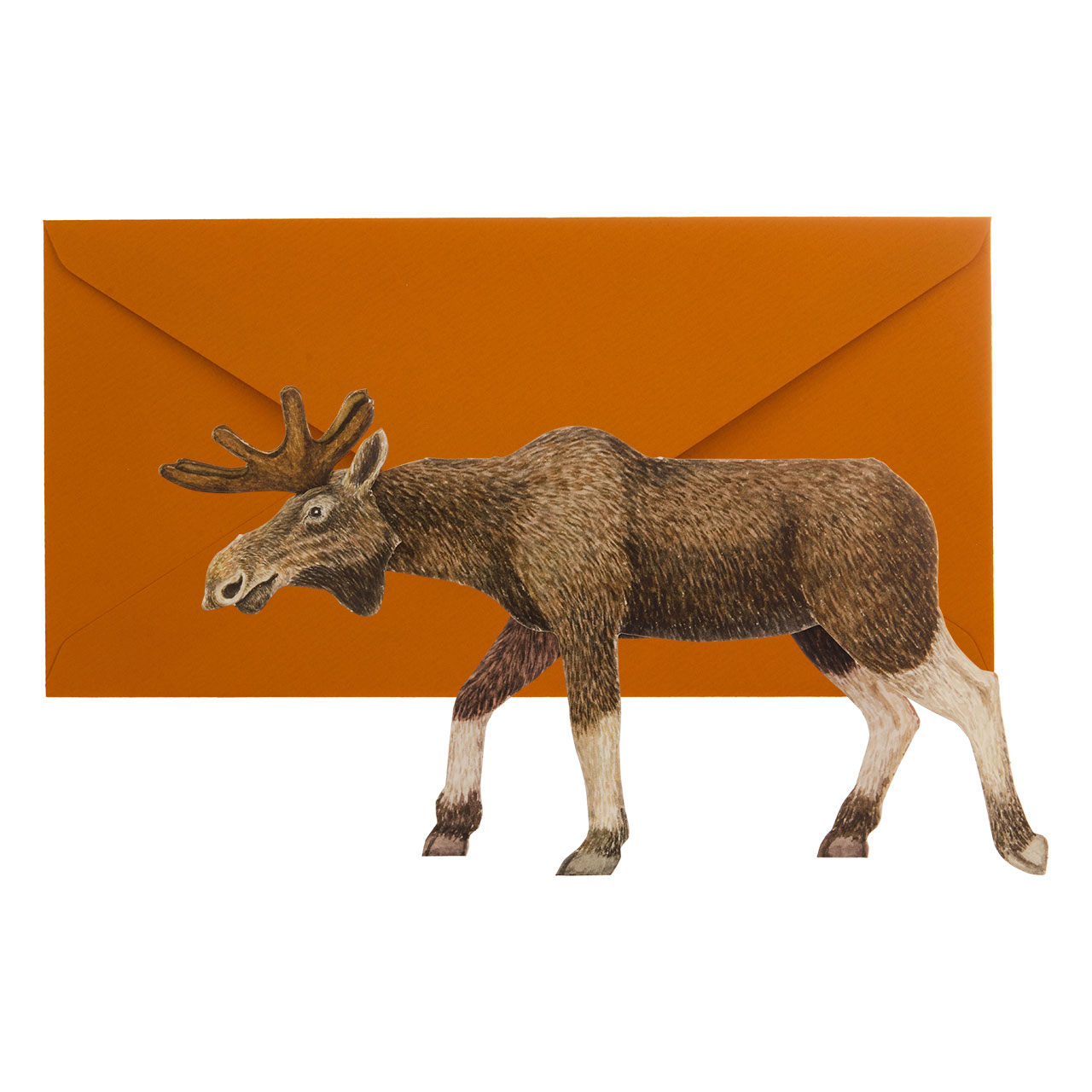 Moose Moose