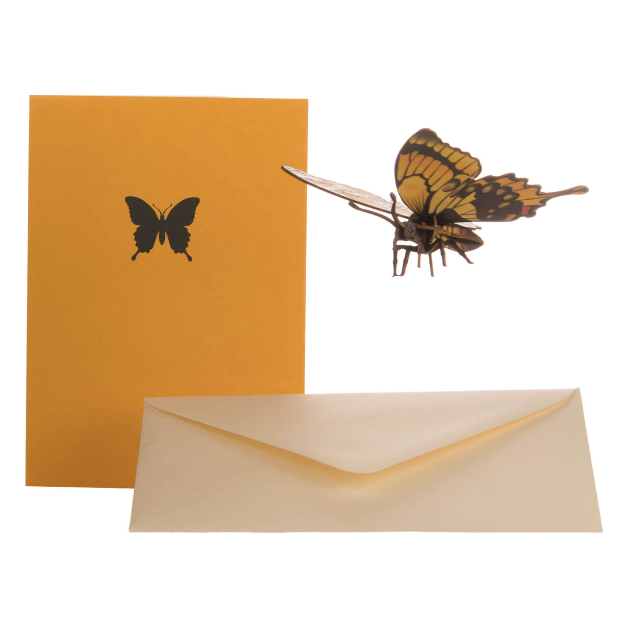 Butterfly Butterfly