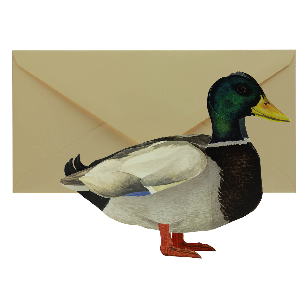 09-5722-6-Grusskarte-Stockente-3 Mallard